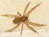 Zoropsis spinimana